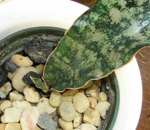 Sansevieria Species, Snake Plant