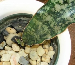Sansevieria Species, Snake Plant