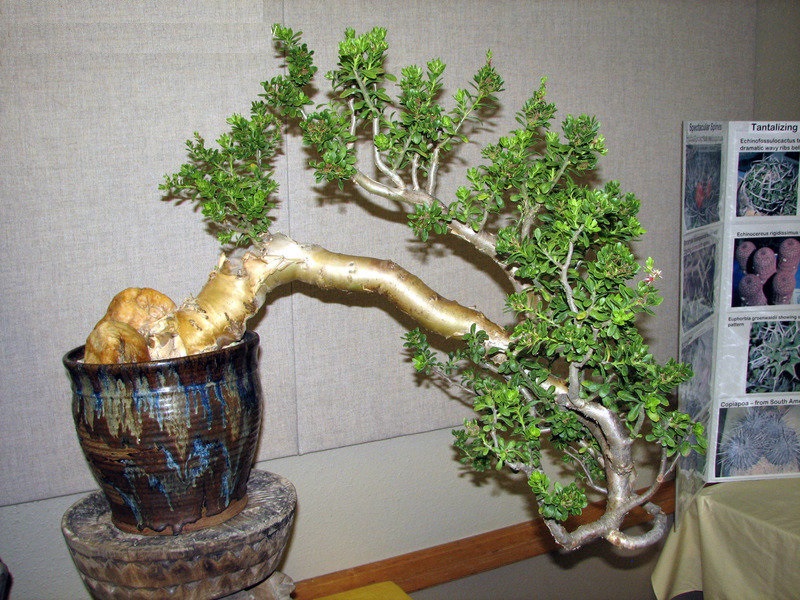 Sedum Species, Stonecrop