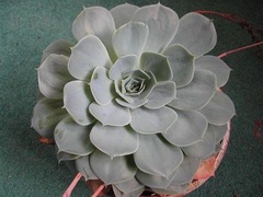 Echeveria Species, Peacock Echeveria