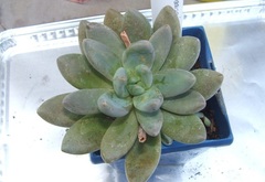 Echeveria 'Tolimanensis'