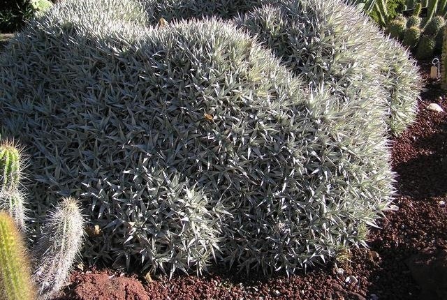 Deuterocohnia Bromeliad