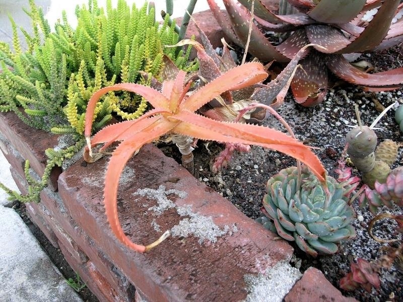 Aloe Species, French Aloe