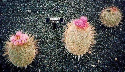 Thelocactus