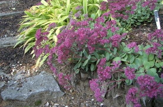 Hylotelephium, Sedum, Stonecrop Rosy Glow