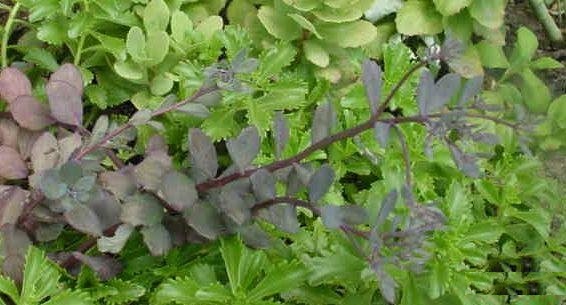Hylotelephium, Black-Leaf Stonecrop, Sedum, Showy Stonecrop Bertram Anderson