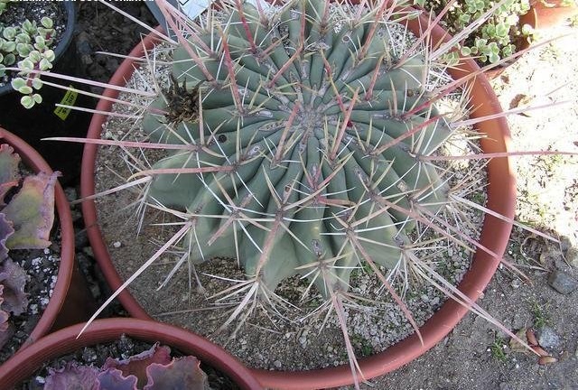 Ferocactus Species, Emorys Barrel Cactus