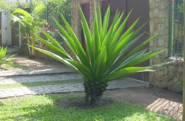 Furcraea Species, Giant Cabuya, Green Aloe, Mediterranean Hemp