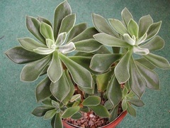 Echeveria, Chenille Plant, Plush Plant 'Ruby Blush'