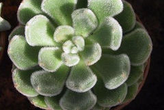 Echeveria, Woolly Rose 'Doris Taylor'