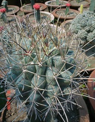 Sclerocactus Species, Catclaw Cactus, Fishhook Cactus, Texas Hedgehog, Turk's-Head Cactus