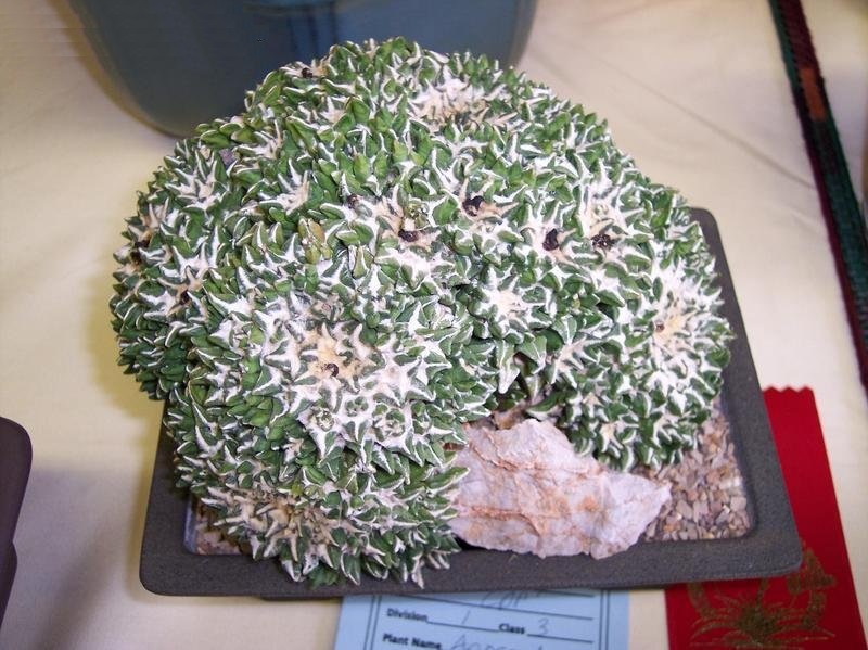 Ariocarpus Species, Living Stone Cactus