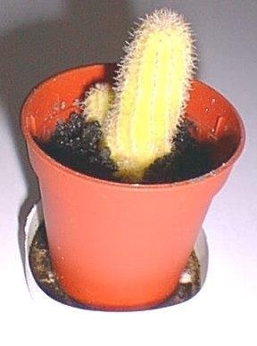 Echinopsis, Peanut Cactus Yellow Peanut