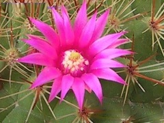 Rose Pincushion Cactus