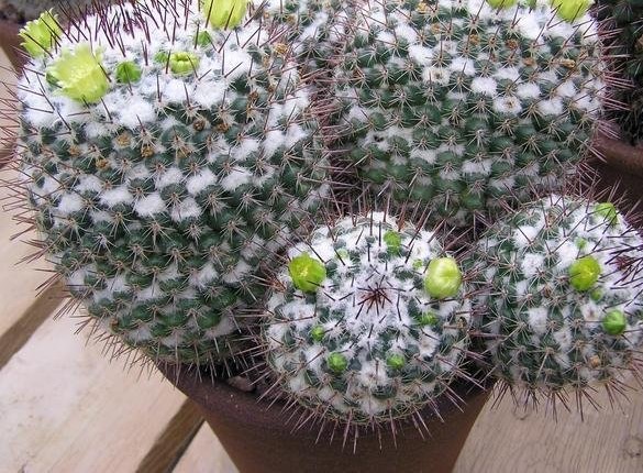 Mammillaria