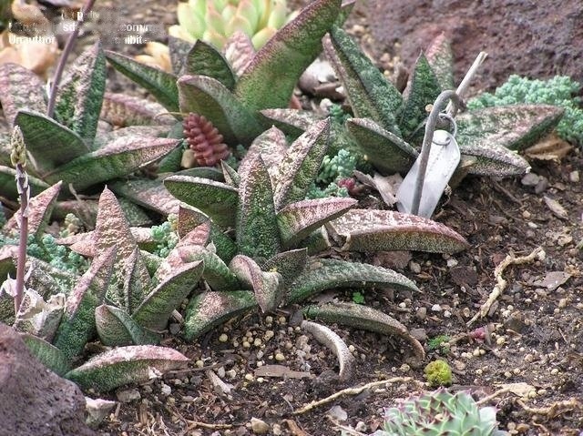 Gasteria Species, Knoppies Gasteria, Wart-Leaf Gasteria