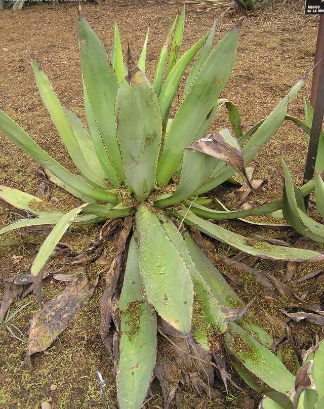 Agave Species, Century Plant, Maguey, Polyacantha Agave