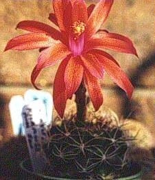 Matucana Species, Cacti
