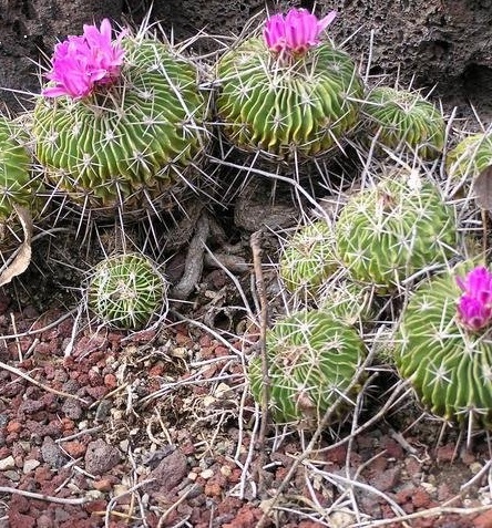 Long-spined Permanent Wave Cactus