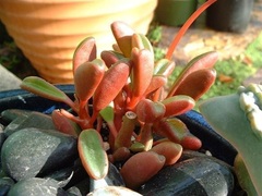 Peperomia 'Ruby Glow'