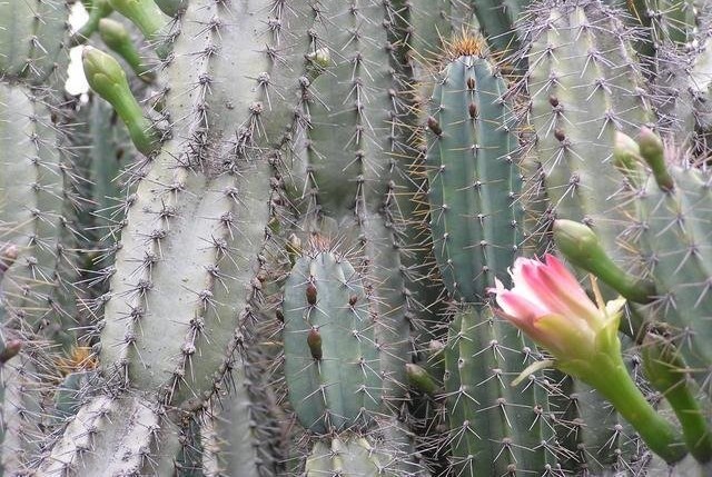 Cereus