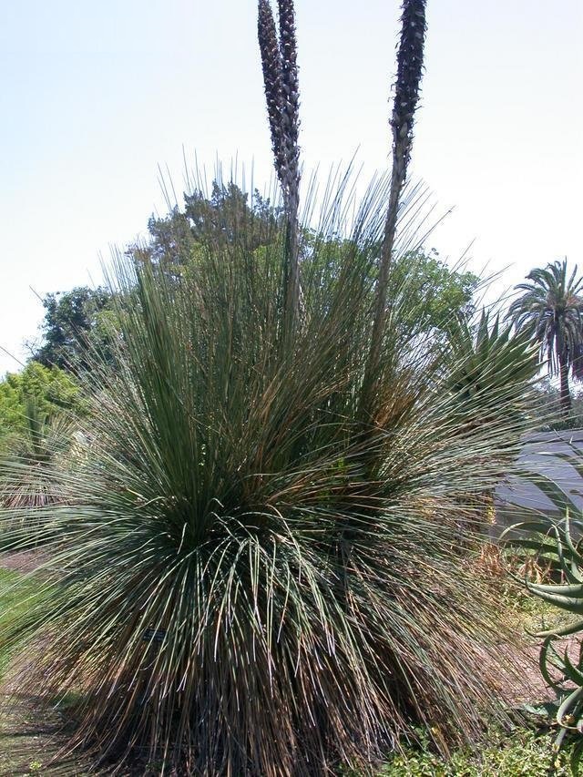 Dasylirion Species, Mexican Grass Tree