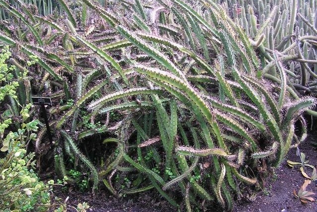 Harrisia Species, Climbing Harrisia, Strangler Prickly Apple