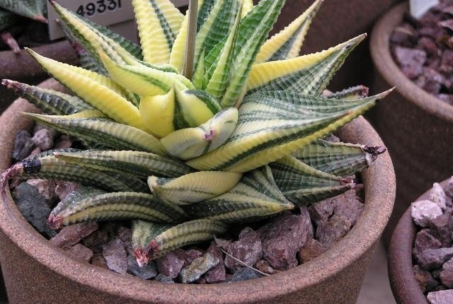 Haworthiopsis Variegated