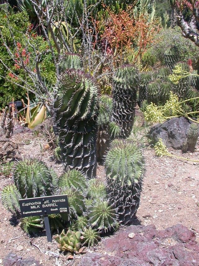 Euphorbia Species, Milk Barrel