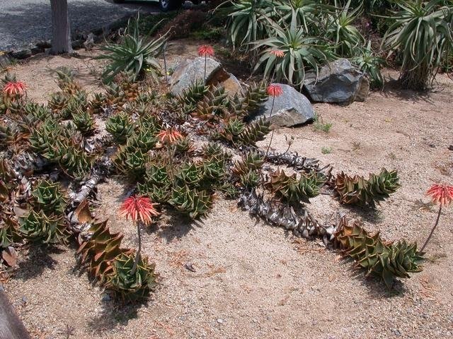 Aloe Species, Jewelled Aloe, Golden Tooth Aloe