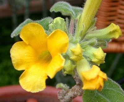 Uncarina