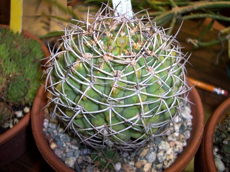 Gymnocalycium Species