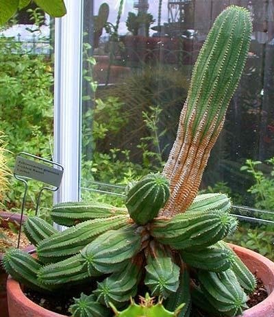 Euphorbia William Denton
