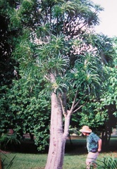 Pachypodium Species, Madagascar Palm