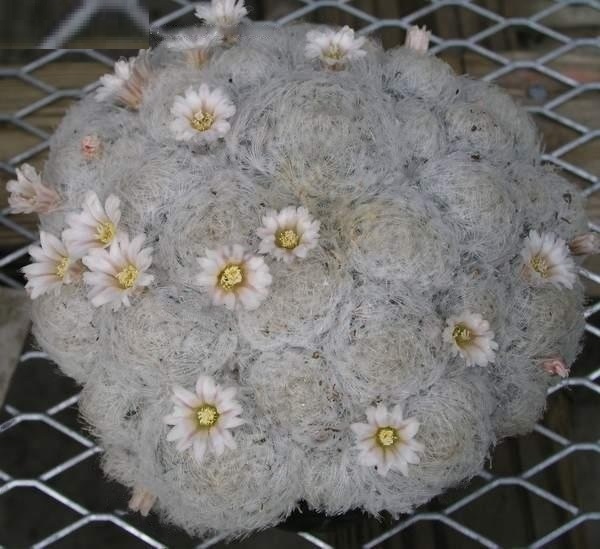 Mammillaria Species, Feather Cactus