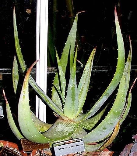 Aloe Species, Sand Aloe