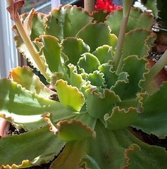 Echeveria 'Crinoline'