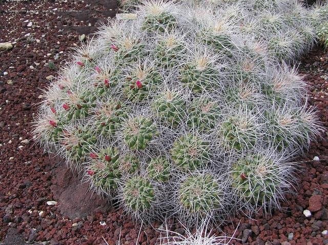 Mammillaria Species, Mother of Hundreds