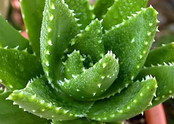 Aloe Species, Aloe Mitre, Gold-Tooth Aloe