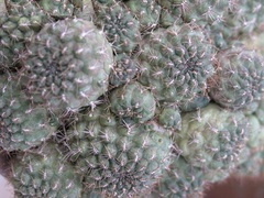 Rebutia