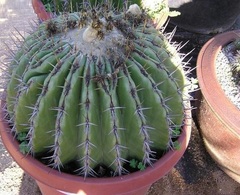 Echinocactus Species, Biznaga Gigante, Giant Barrel Cactus