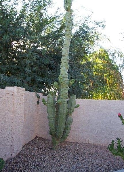 Pachycereus Species, Senita Cactus, Totem Pole Cactus