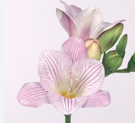 Freesia Striped Jewel