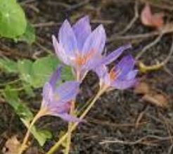 Autumn Crocus, Fall Crocus Conqueror