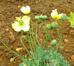 Papaver, Arctic Poppy, Iceland Poppy 'Moondance'
