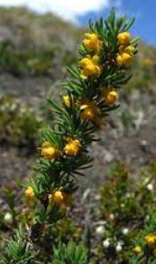 Berberis Species, Crow Barberry, Golden Barberry, Heath, Heather Barberry