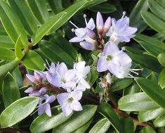 Veronica, Hebe Hartii