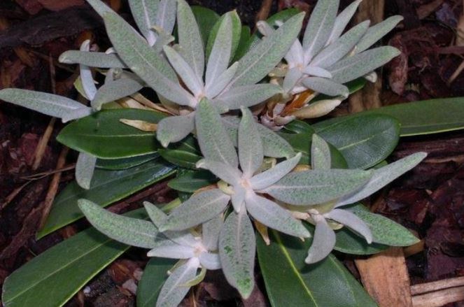 Veronica Species,