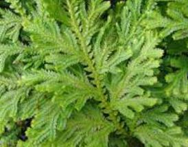 Selaginella Species, Gemmiferous Spikemoss
