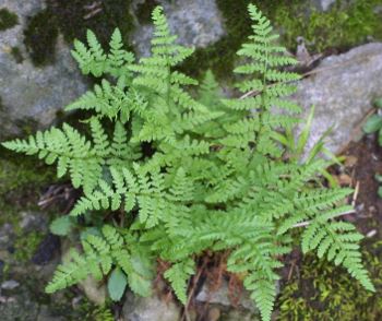 Woodsia Species, Subcordate Woodsia